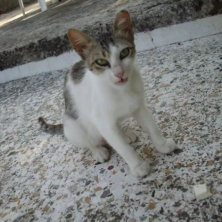 Kokoni @ Kefalonia * Lixúri